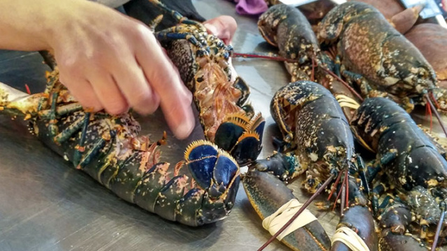 FROM THE SEA TO THE PLATE