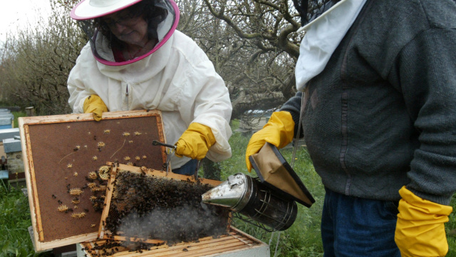DESCUBRE EL MUNDO DE LAS ABEJAS Y DE LA MIEL