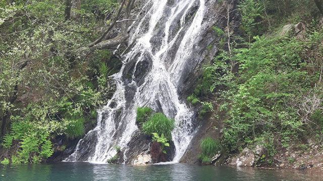 EL SECRETO DE LOS BOSQUES