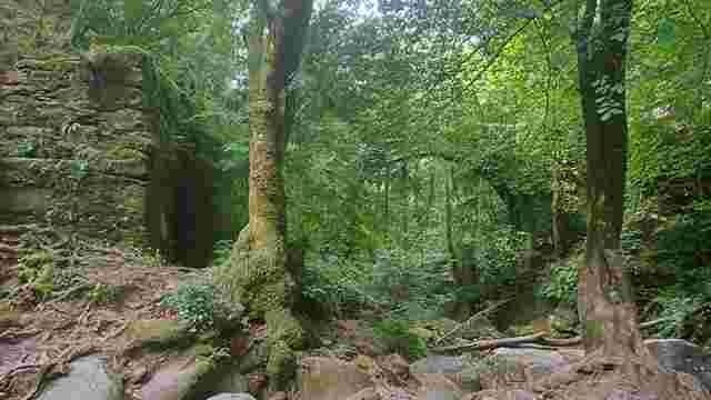 FRAGAS DO EUME: O BOSQUE SEGREDO
