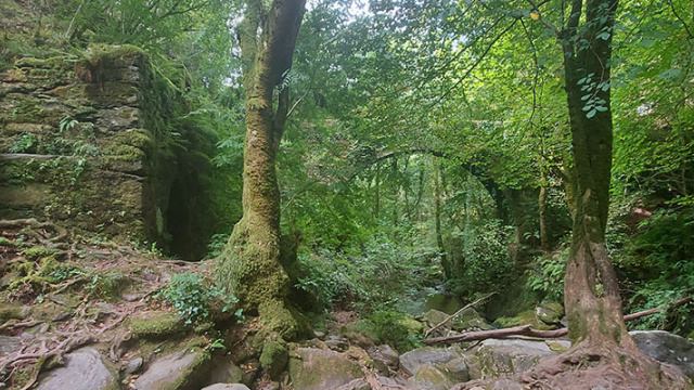 FRAGAS DO EUME: O BOSQUE SEGREDO